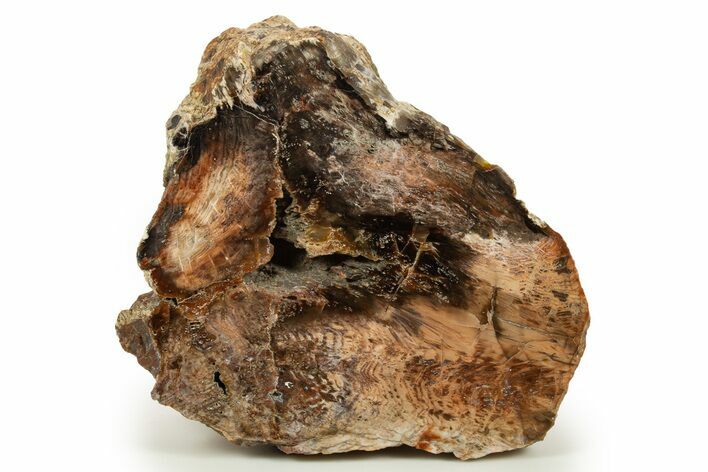Petrified Wood (Juniper) End Cut - Tuscarora, Nevada #322649
